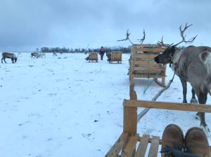 caribou populations will be included in the online service