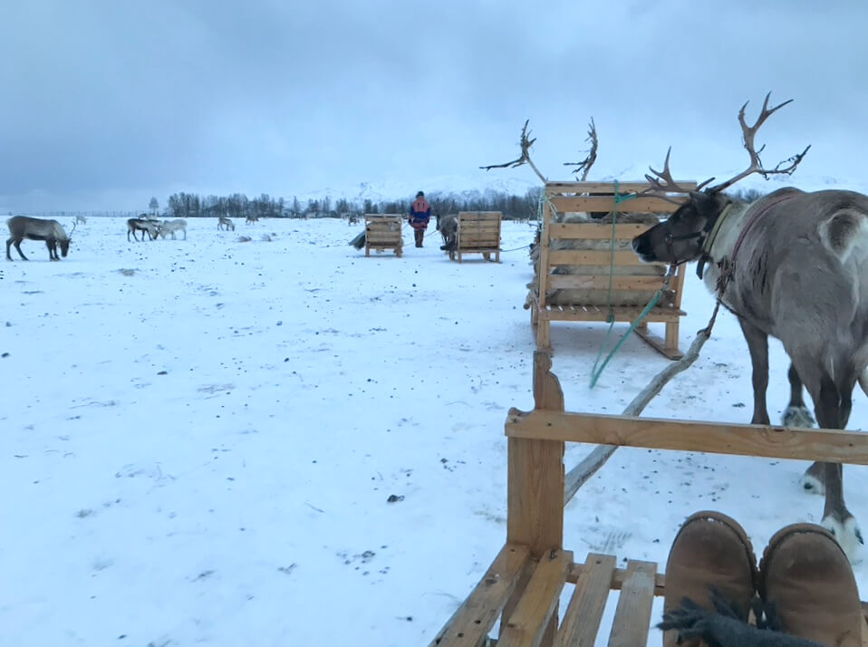 caribou populations will be included in the online service