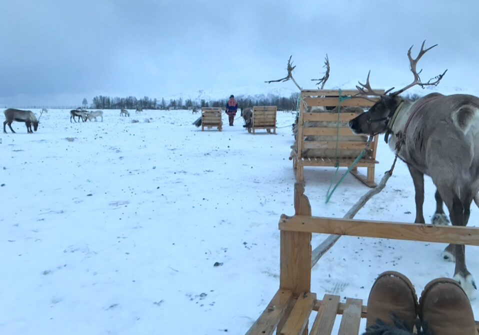 caribou populations will be included in the online service